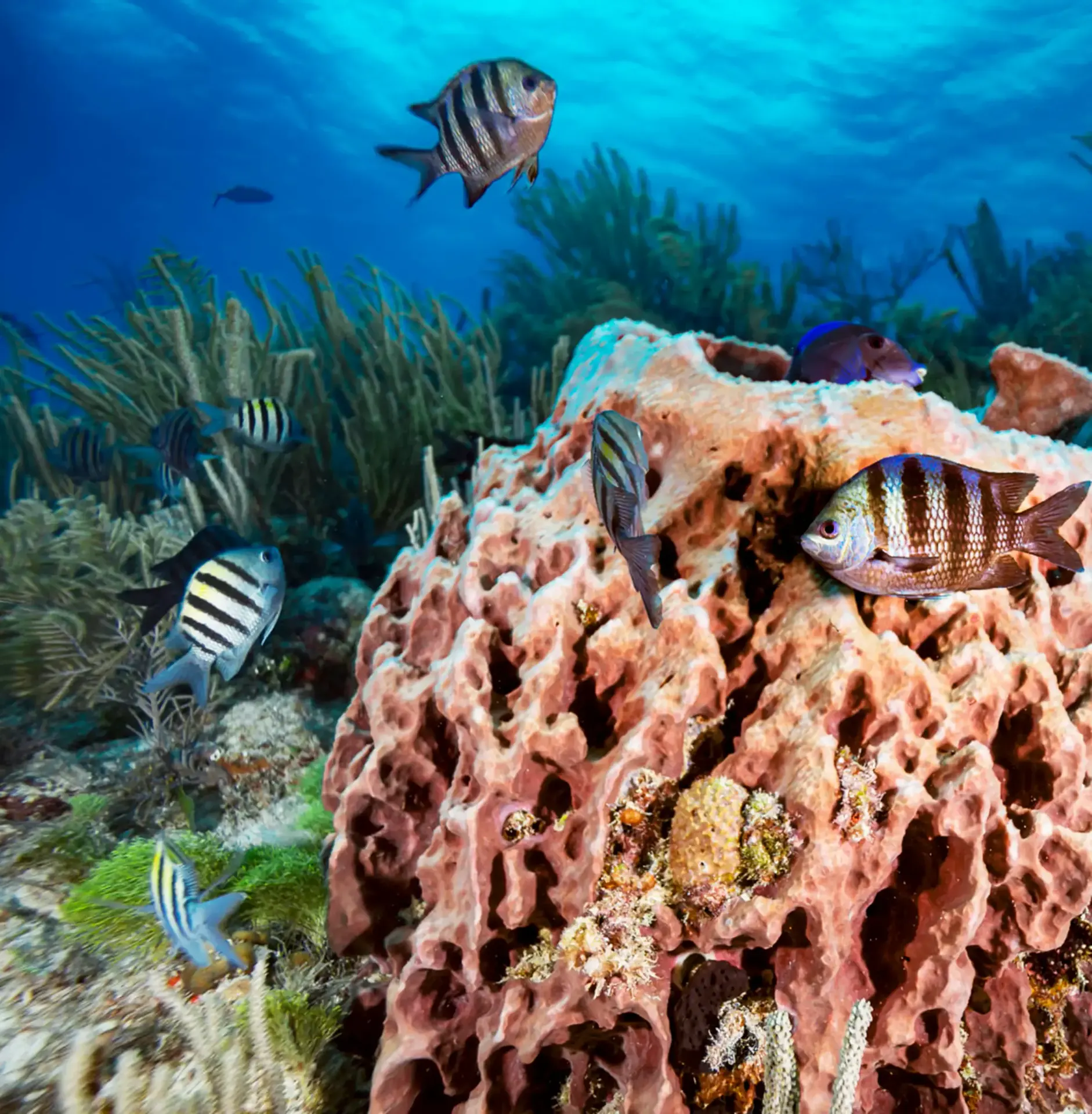 Snorkelling above Belize's reef