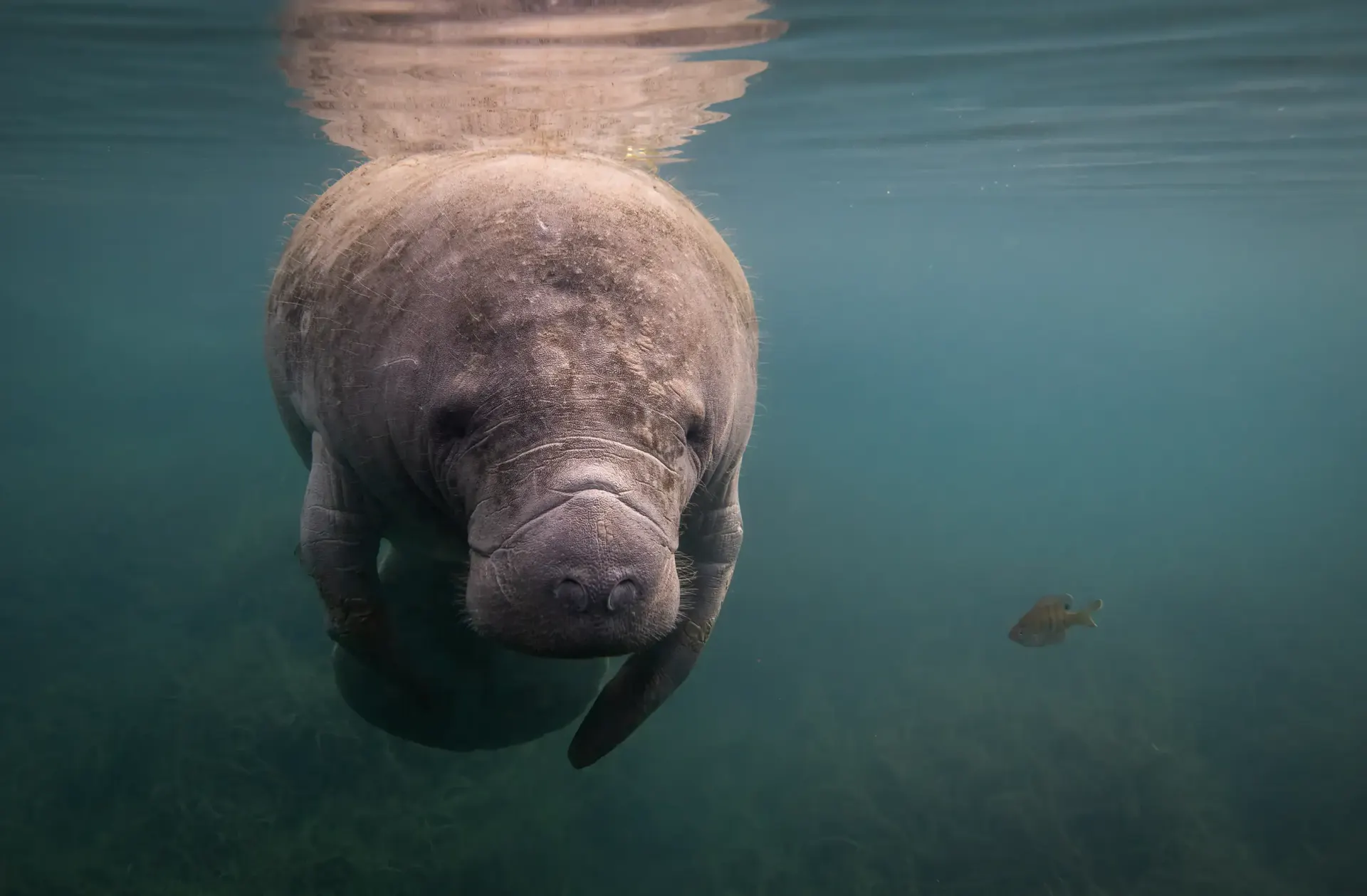 A manatee swimming in Belize waters